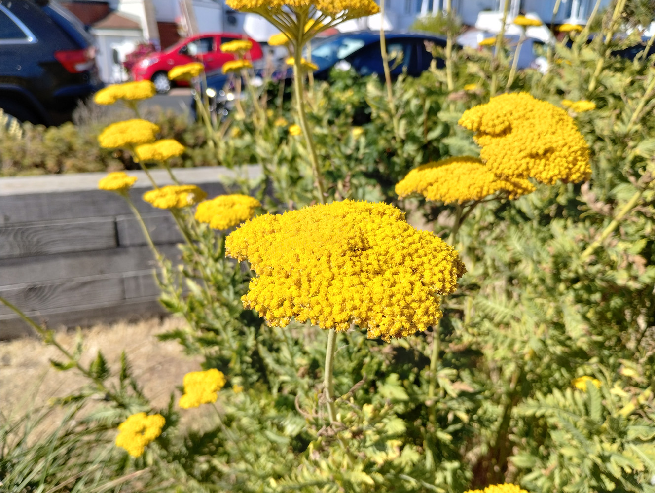 yellow flowers shot on Motorola Moto G82