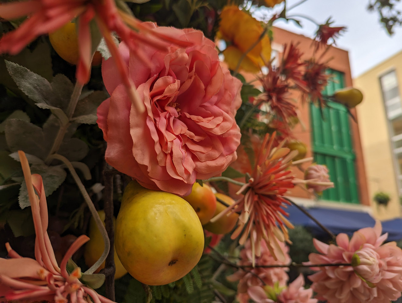 Google Pixel 7 camera samples flowers closeup
