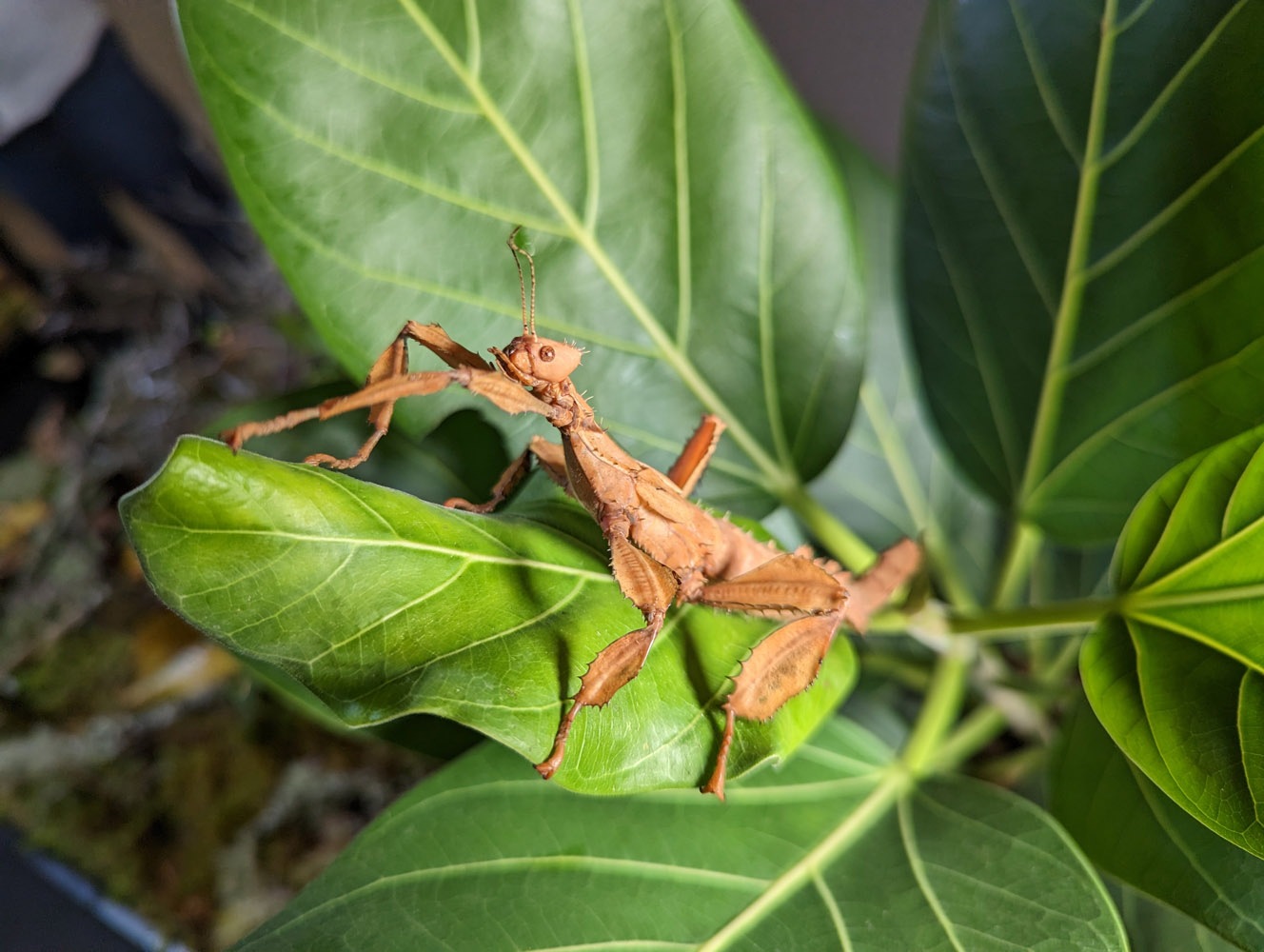 Google Pixel 7 camera samples stick insect