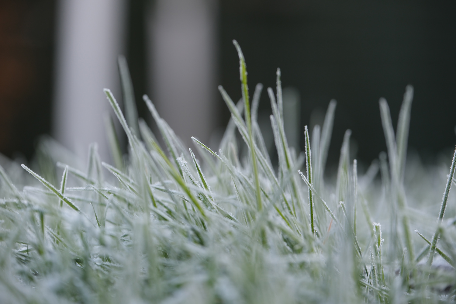 Fujifilm X-T5 camera samples frost grass