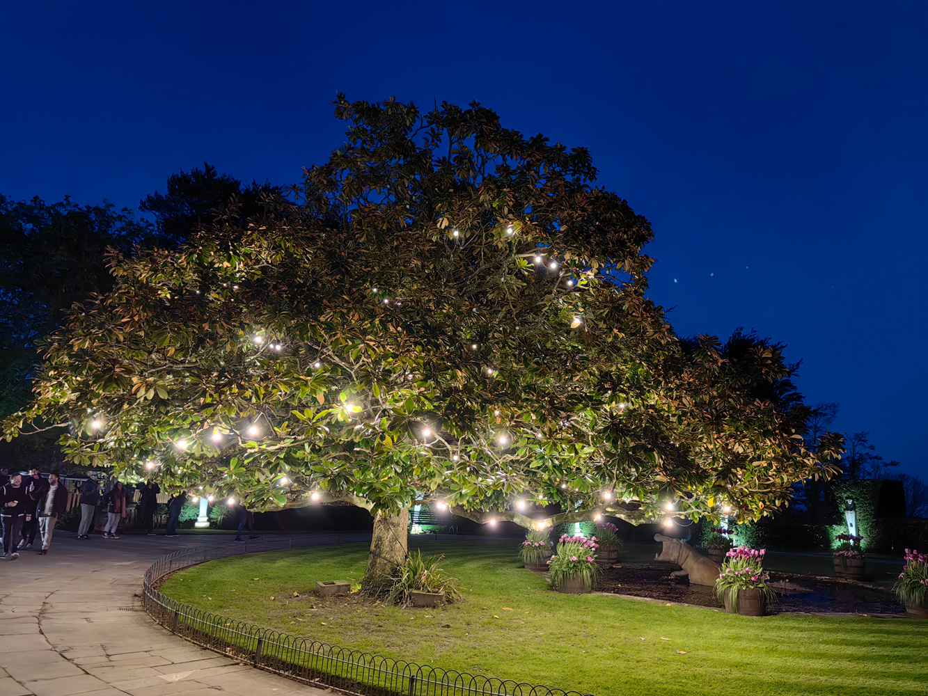 Huawei P60 Pro camera samples tree lights