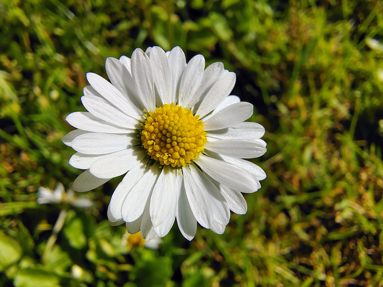 Motorola Edge 50 Fusion review camera samples macro daisy