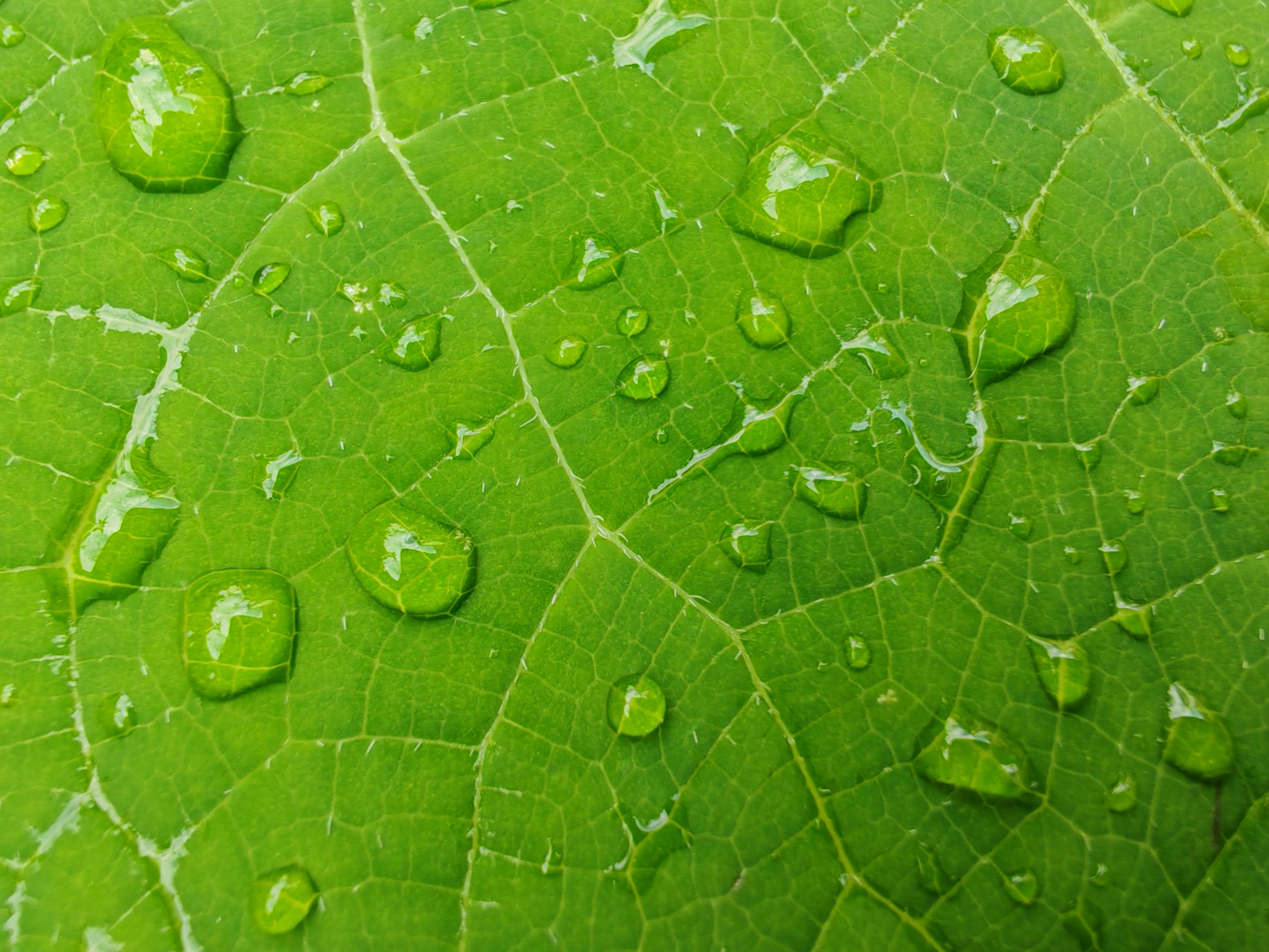 Honor 200 Pro camera samples macro