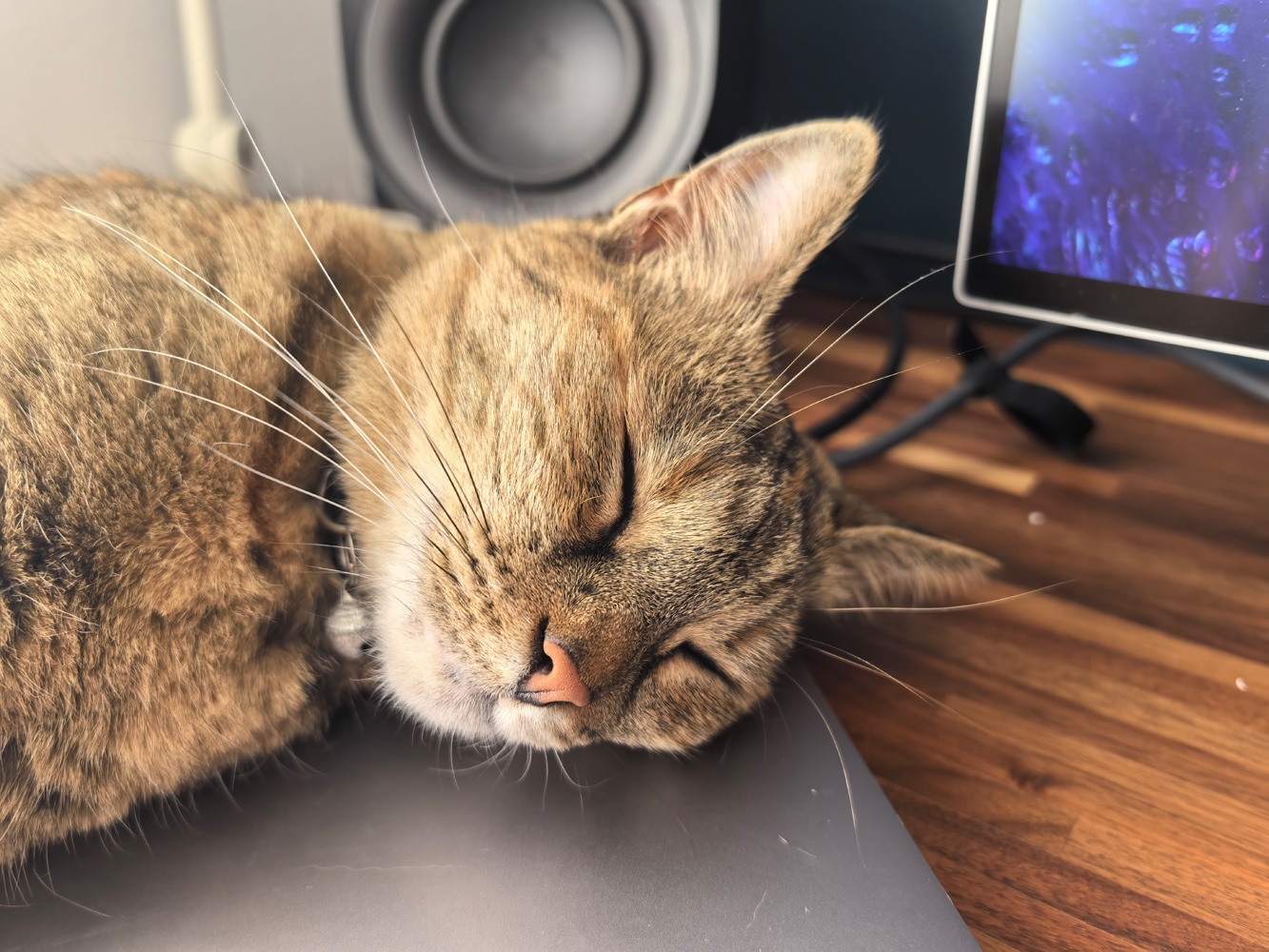 Huawei Pura 70 Ultra camera foliage cat