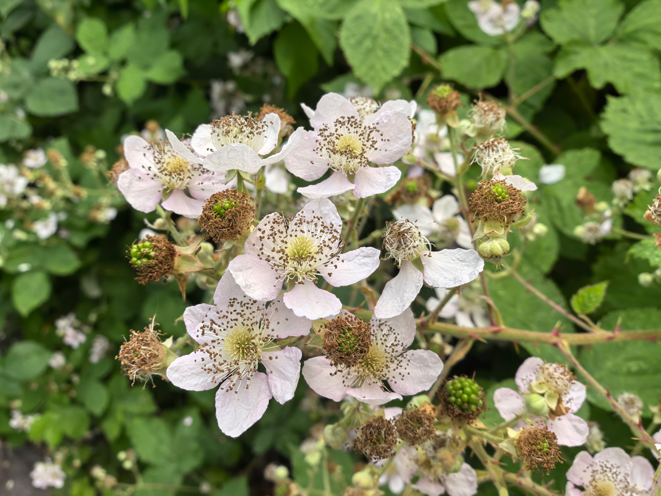 Huawei Pura 70 Ultra camera foliage flowers
