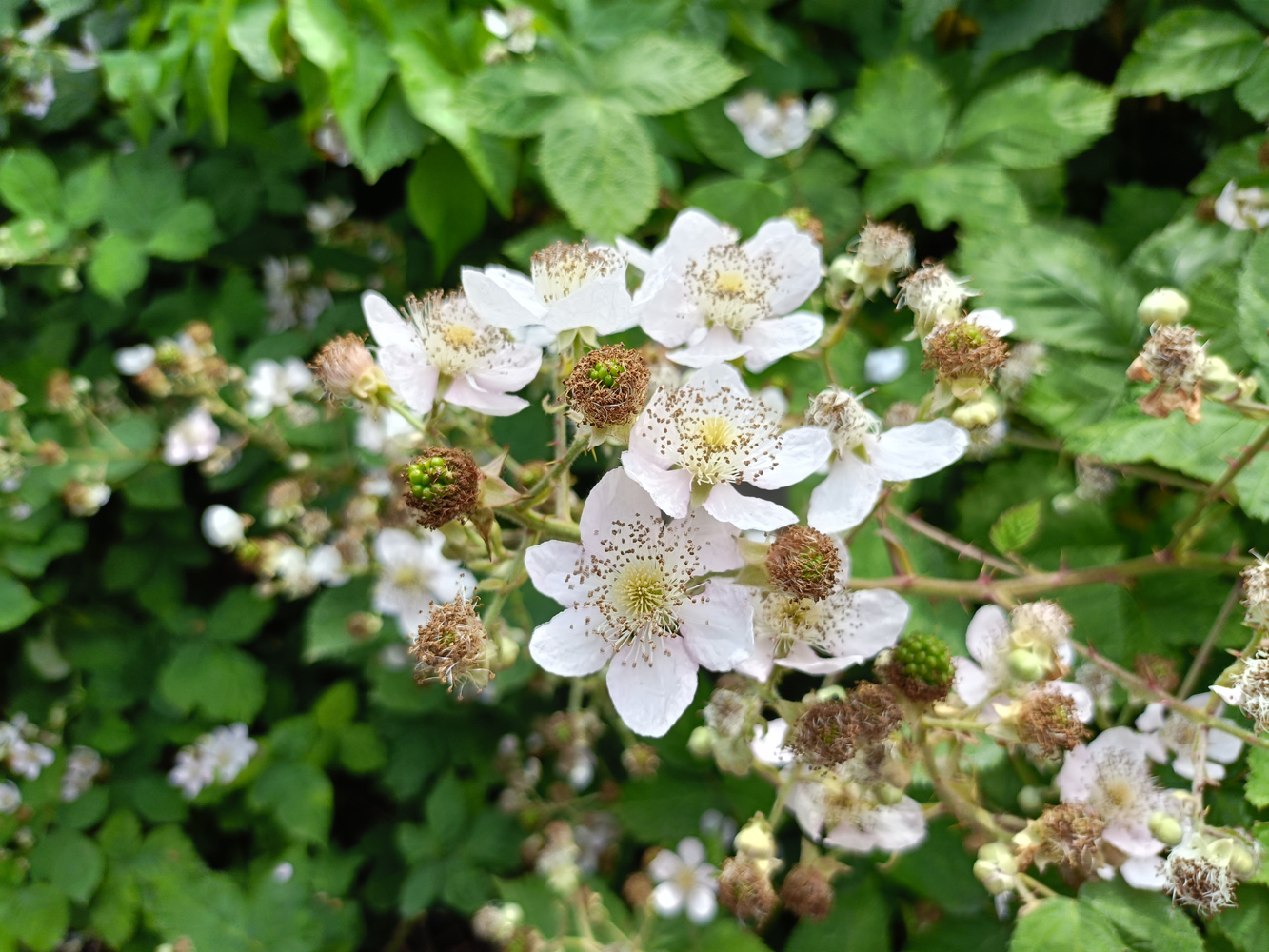 Oppo Reno 11 F camera samples petals