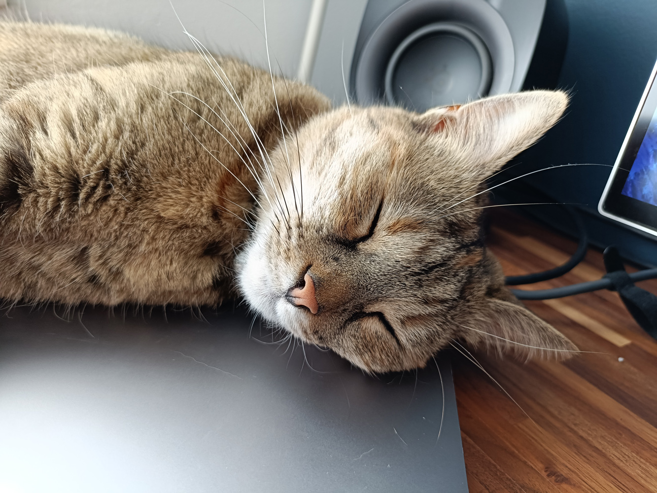 Oppo Reno 11 F camera samples sleeping cat