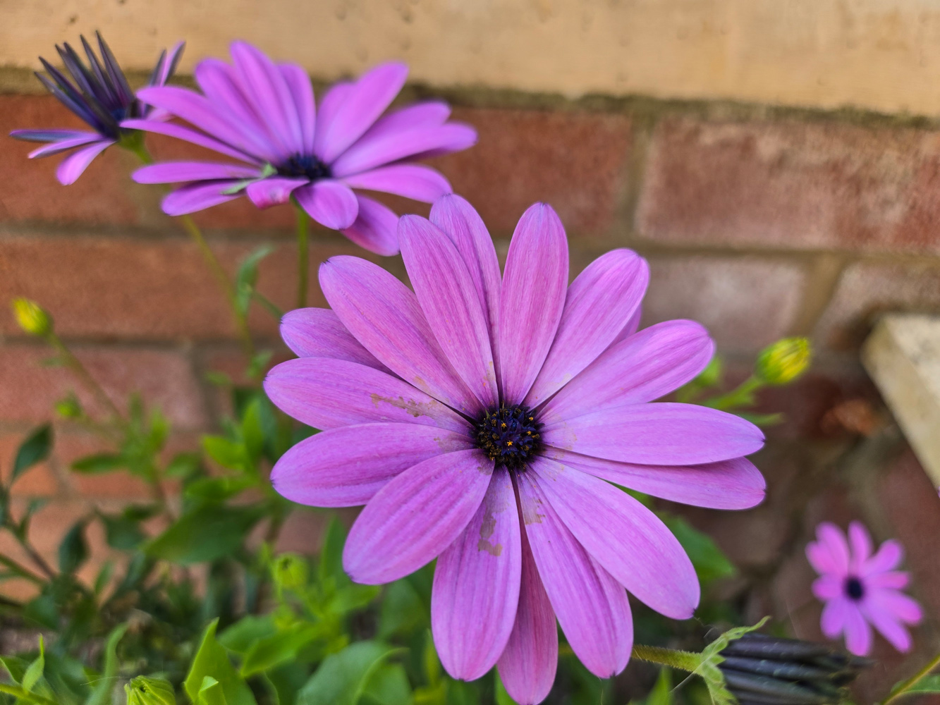 Samsung Galaxy Z Flip6 flowers