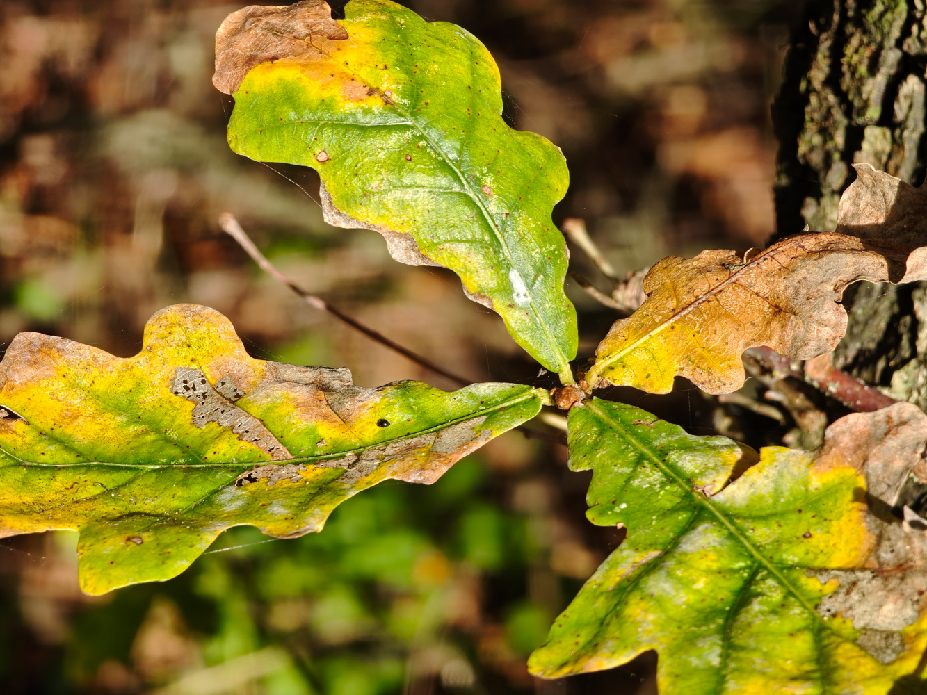 Oppo Find X8 Pro camera samples leaf close-up