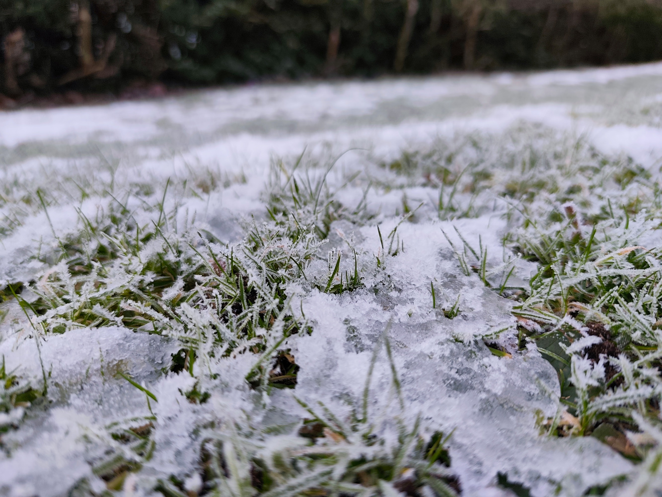 Redmi Note 14 Pro Plus camera frosty grass