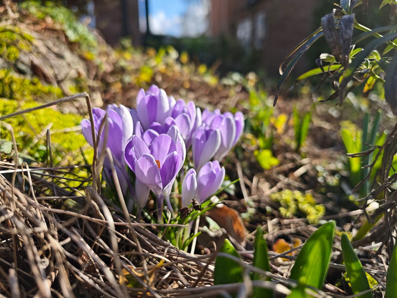 XIaomi 15 Ultra camera samples flowers 1x