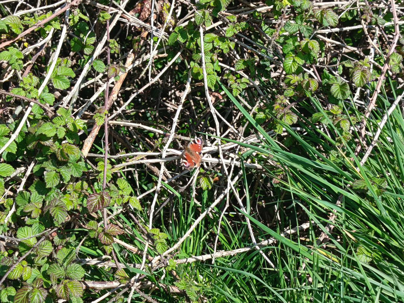 Honor 400 Lite camera samples butterfly