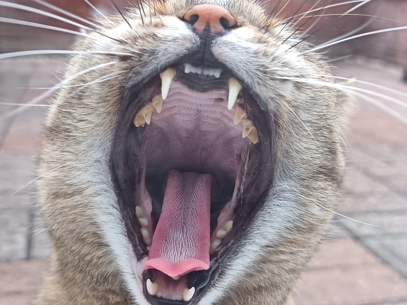 Honor 400 Lite camera samples yawn